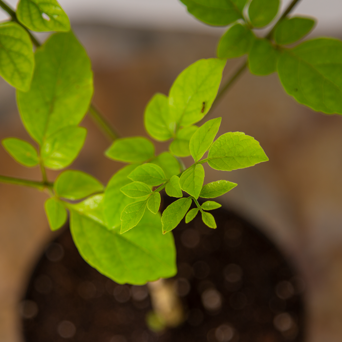 Ritha | Soapnut | Sapindus laurifolius