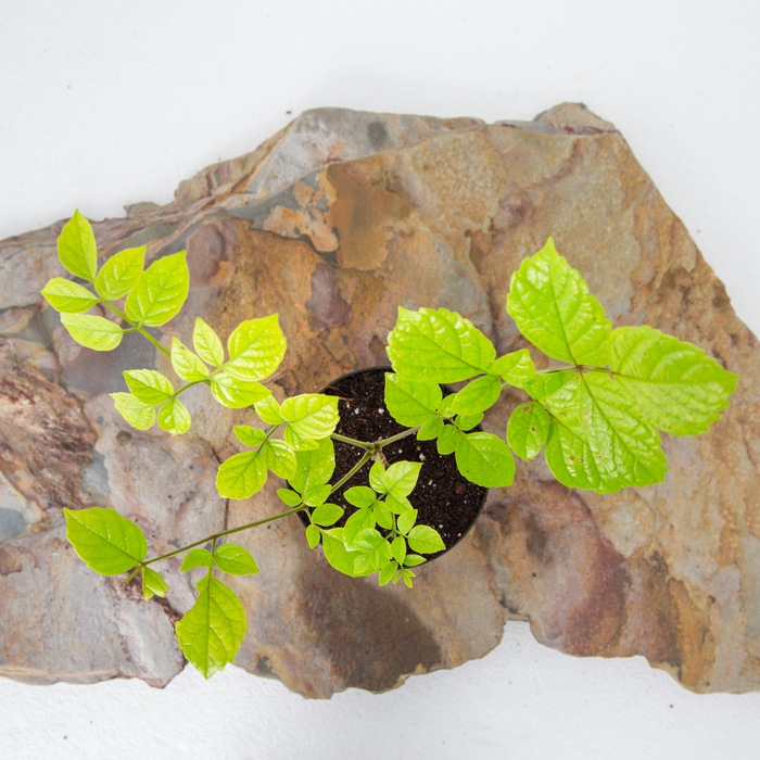 Ritha | Soapnut | Sapindus laurifolius