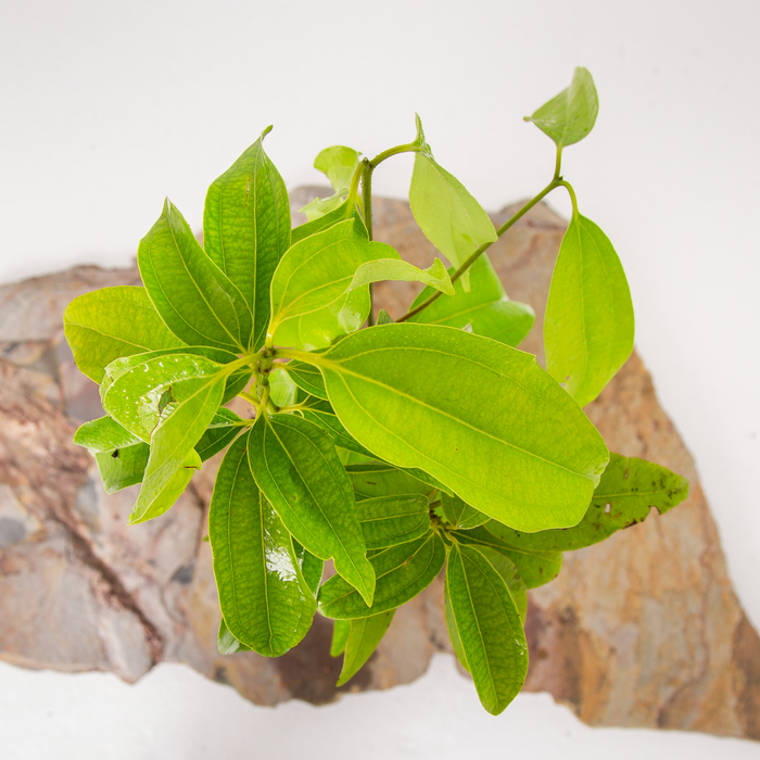 Dalchini | Ceylon cinnamon | Cinnamomum verum