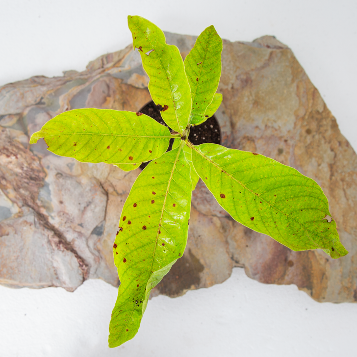 VNR  guava | Psidium Guajava