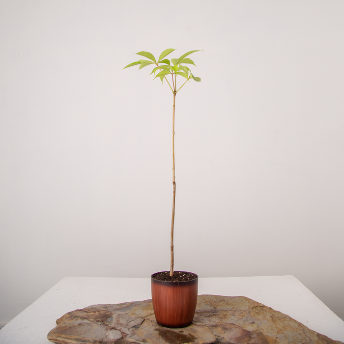 Silk cotton tree | Bombax cieba