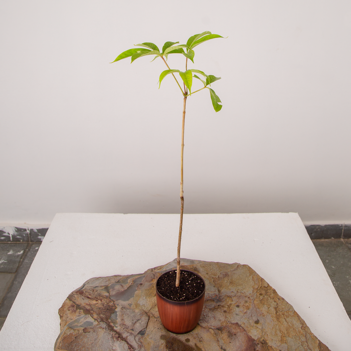Silk cotton tree | Bombax cieba