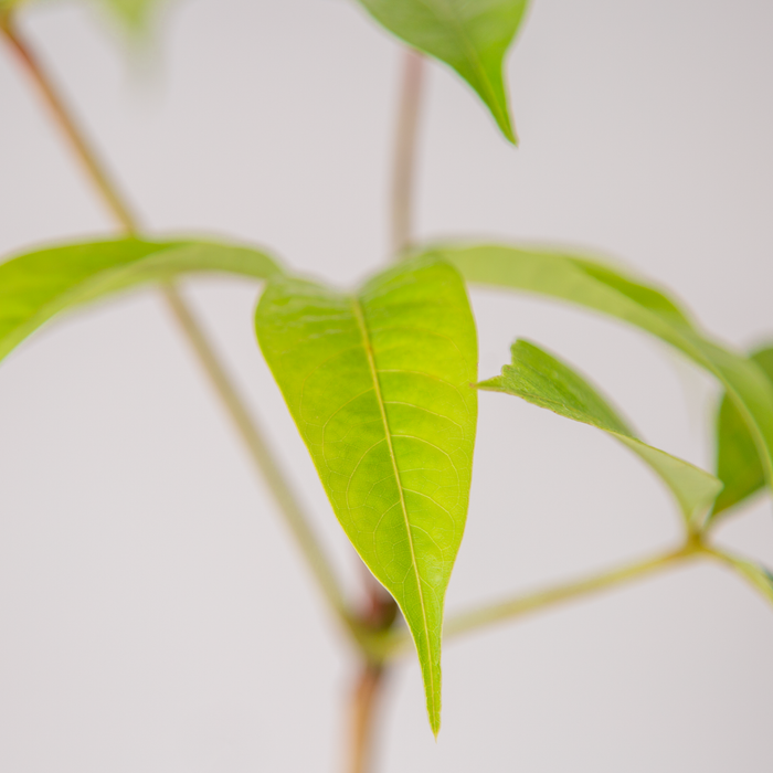 Silk cotton tree | Bombax cieba