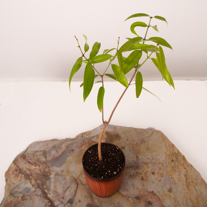 Ceylon ironwood tree | Mesua ferrea