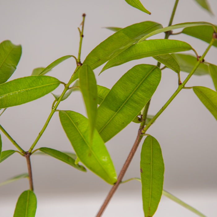 Ceylon ironwood tree | Mesua ferrea