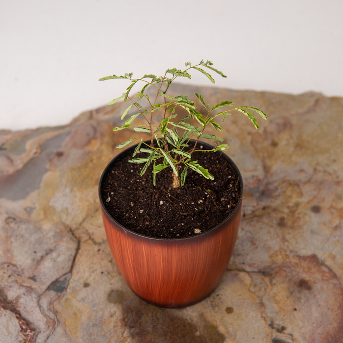 Black cutch tree | Acacia catechu