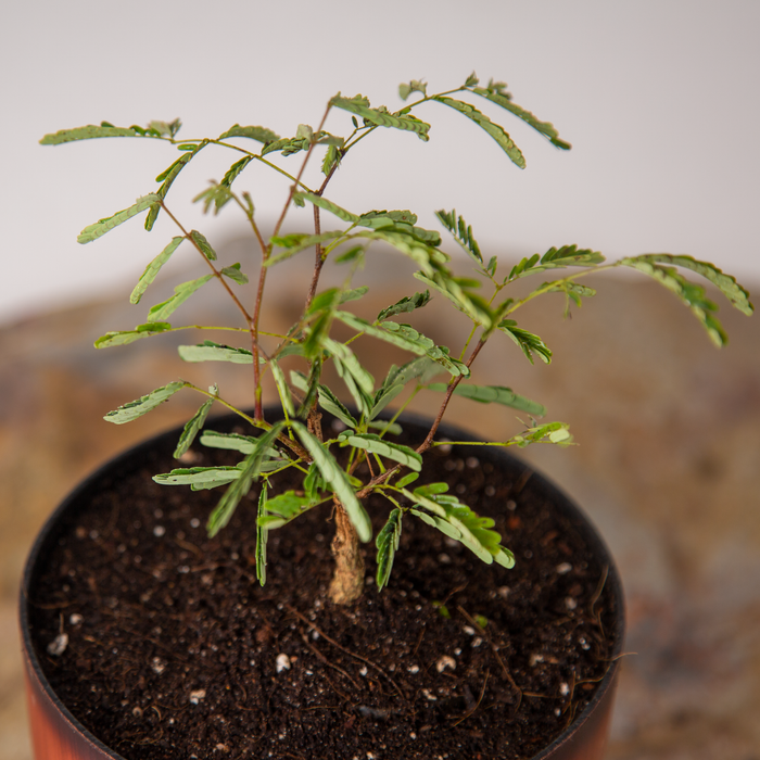 Black cutch tree | Acacia catechu