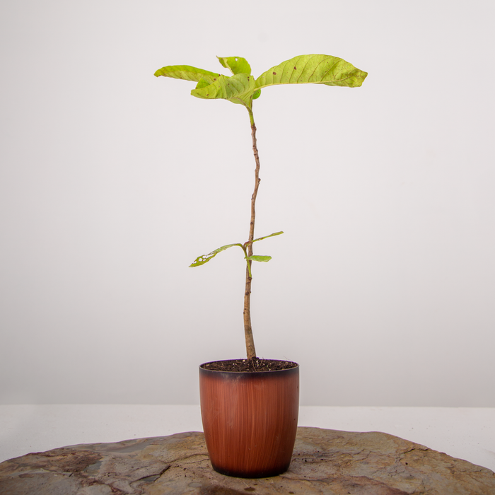 VNR  guava | Psidium Guajava