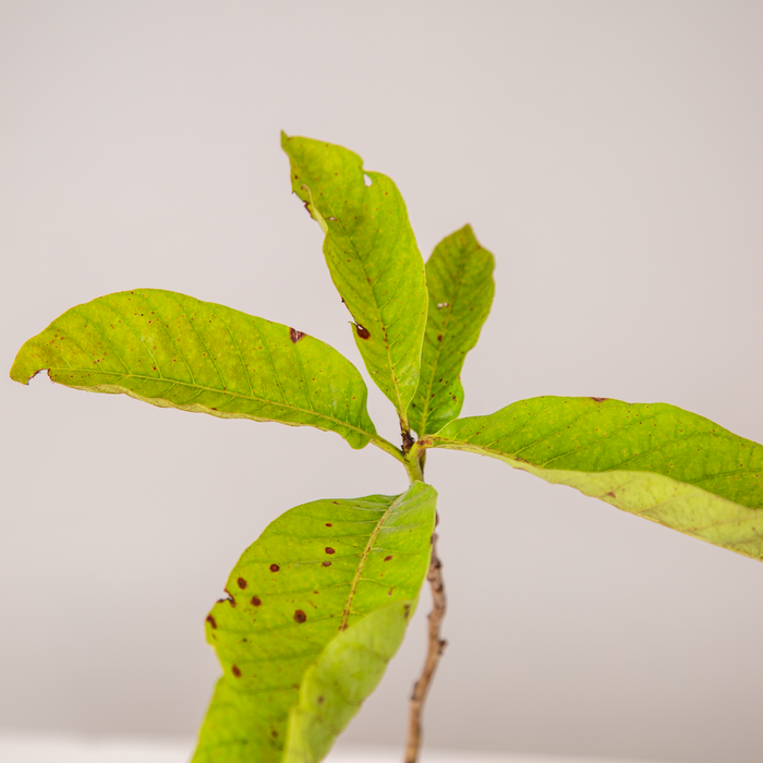 VNR  guava | Psidium Guajava