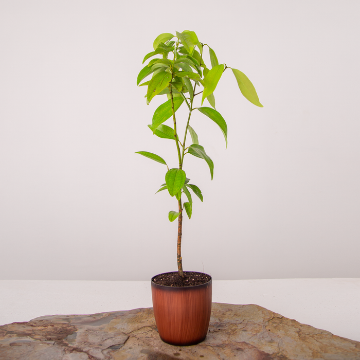 Dalchini | Ceylon cinnamon | Cinnamomum verum