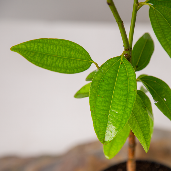 Dalchini | Ceylon cinnamon | Cinnamomum verum
