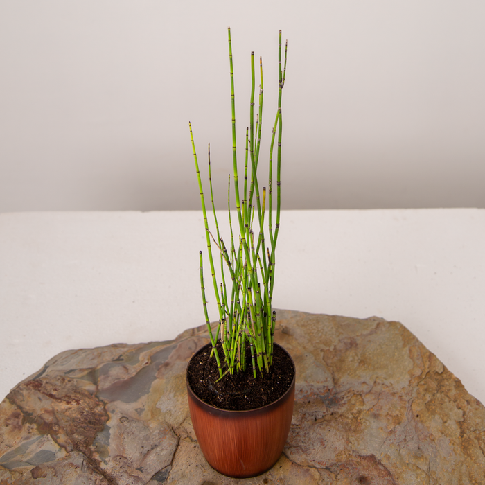 Water Bamboo | Equisetum variegatum Schleich
