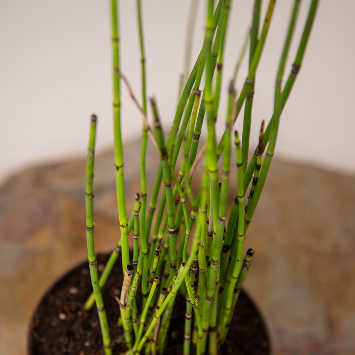 Water Bamboo | Equisetum variegatum Schleich