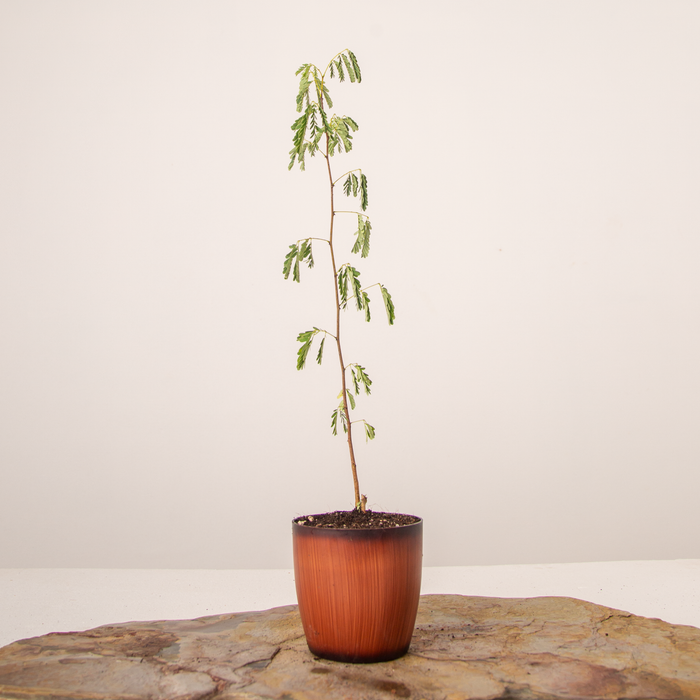 Red cutch tree | Acacia chundra