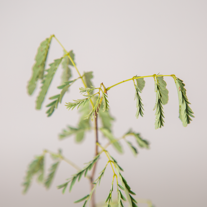 Red cutch tree | Acacia chundra