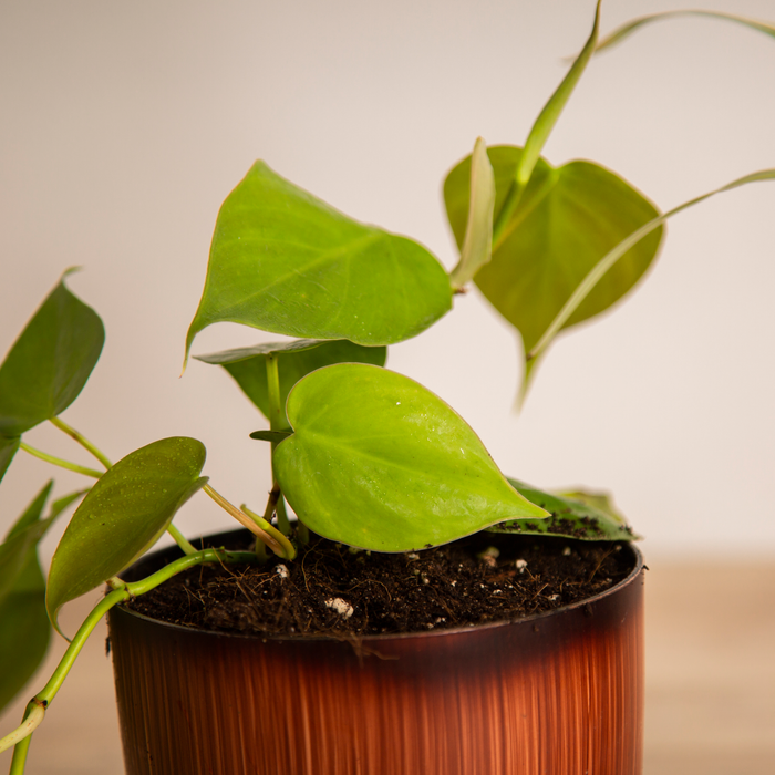Spice up your Interior Combo / Aloe Vera 'Tiger tooth', / Spider Plant, / Philodendron Green, Philodendron Golden