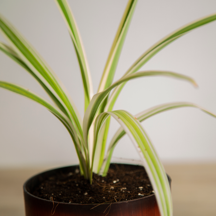 Spice up your Interior Combo / Aloe Vera 'Tiger tooth', / Spider Plant, / Philodendron Green, Philodendron Golden