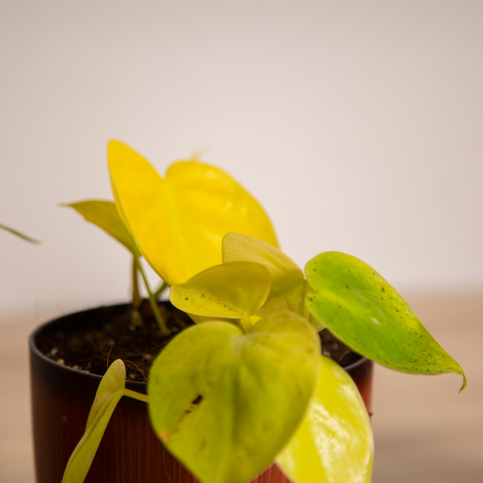 Spice up your Interior Combo / Aloe Vera 'Tiger tooth', / Spider Plant, / Philodendron Green, Philodendron Golden