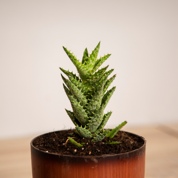 Spice up your Interior Combo / Aloe Vera 'Tiger tooth', / Spider Plant, / Philodendron Green, Philodendron Golden