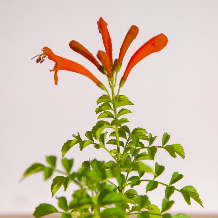 Tecoma capensis | Cape Honeysuckle New