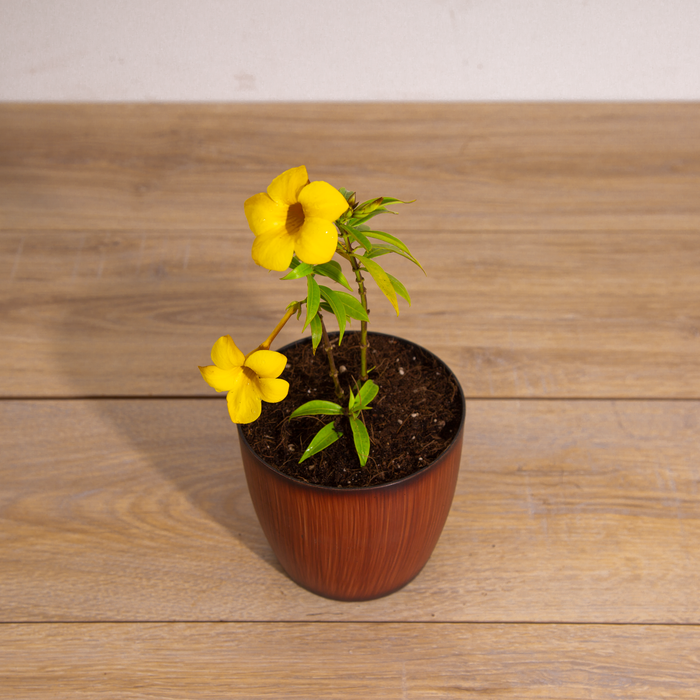 Allamanda yellow dwarf | Allamanda neriifolia