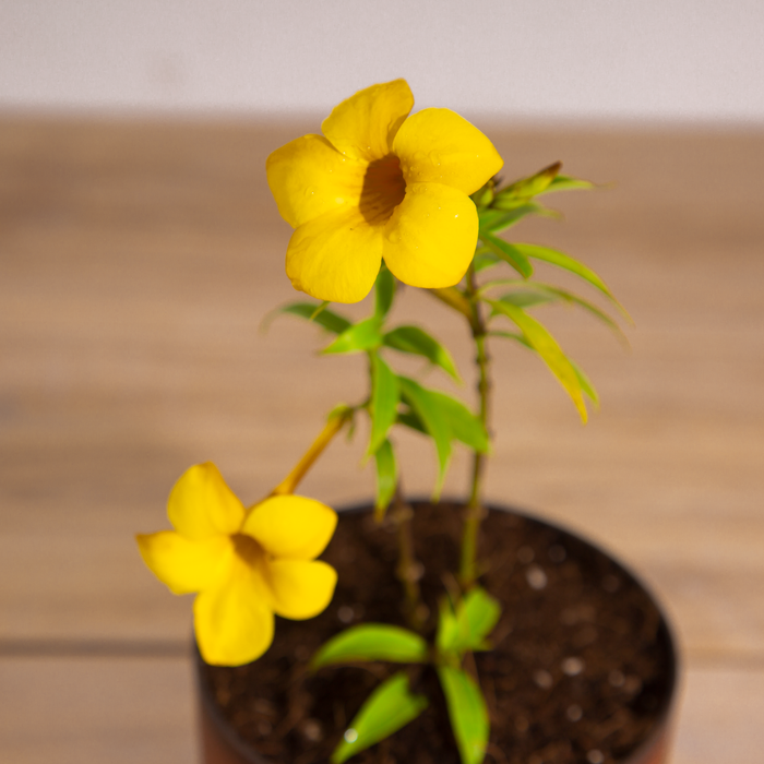 Allamanda yellow dwarf | Allamanda neriifolia