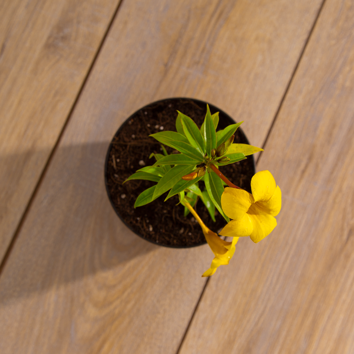 Allamanda yellow dwarf | Allamanda neriifolia