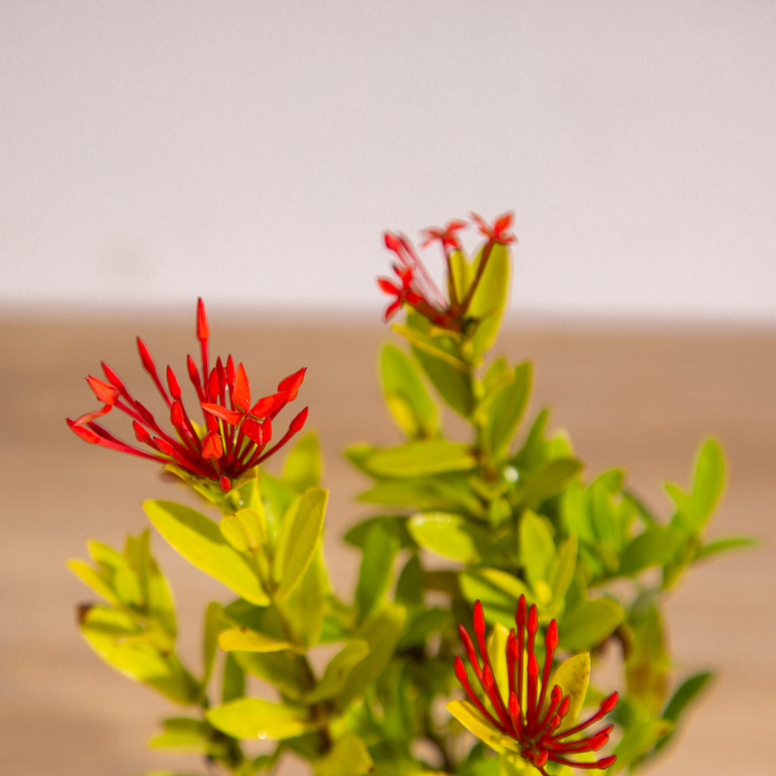 Ixora hybrid PINK