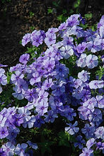 Phlox Beauty Blue_Biocarve Seeds