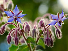 Borage_Biocarve Seeds