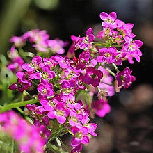 Alyssum Rosie’ O Day_Biocarve Seeds
