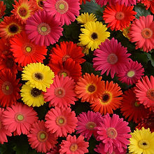 Gerbera Jamesonii California Giants_Biocarve Seeds