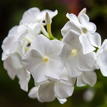 Phlox Beauty White_Biocarve Seeds