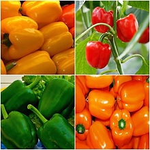 Capsicum Choice Mix_Biocarve Seeds