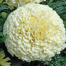 Marigold African Vanilla_Biocarve Seeds