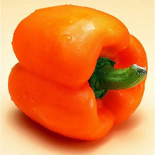 Capsicum Orange_Biocarve Seeds