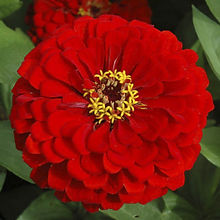 Zinnia Scarlet Flame_Biocarve Seeds