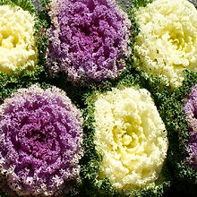 Ornamental Kale_Biocarve Seeds