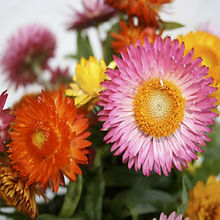 Strawflower  Helichrysum Song Mix_Biocarve Seeds