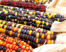 Ornamental Corn_Biocarve Seeds