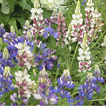 Lupin Pixie Mix_Biocarve Seeds