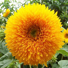 Sunflower, Helianthus Teddy Bear_Biocarve Seeds
