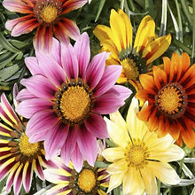 Gazania Sunshine Hybrids Mix_Biocarve Seeds