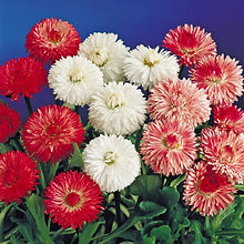 Bellis Monstrosa ( Daisy DBL Mix)_Biocarve Seeds