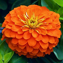 Zinnia Orange King_Biocarve Seeds