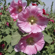 Hollyhocks Summer Carnival_Biocarve Seeds