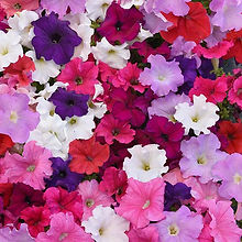 Petunia Supercascade Series _Biocarve Seeds