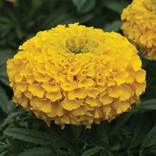 African Marigold F2 Yellow_Biocarve Seeds