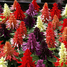 Salvia Splendens F1 Cleopatra Mix_Biocarve Seeds