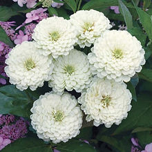 Zinnia Polar Bear White_Biocarve Seeds